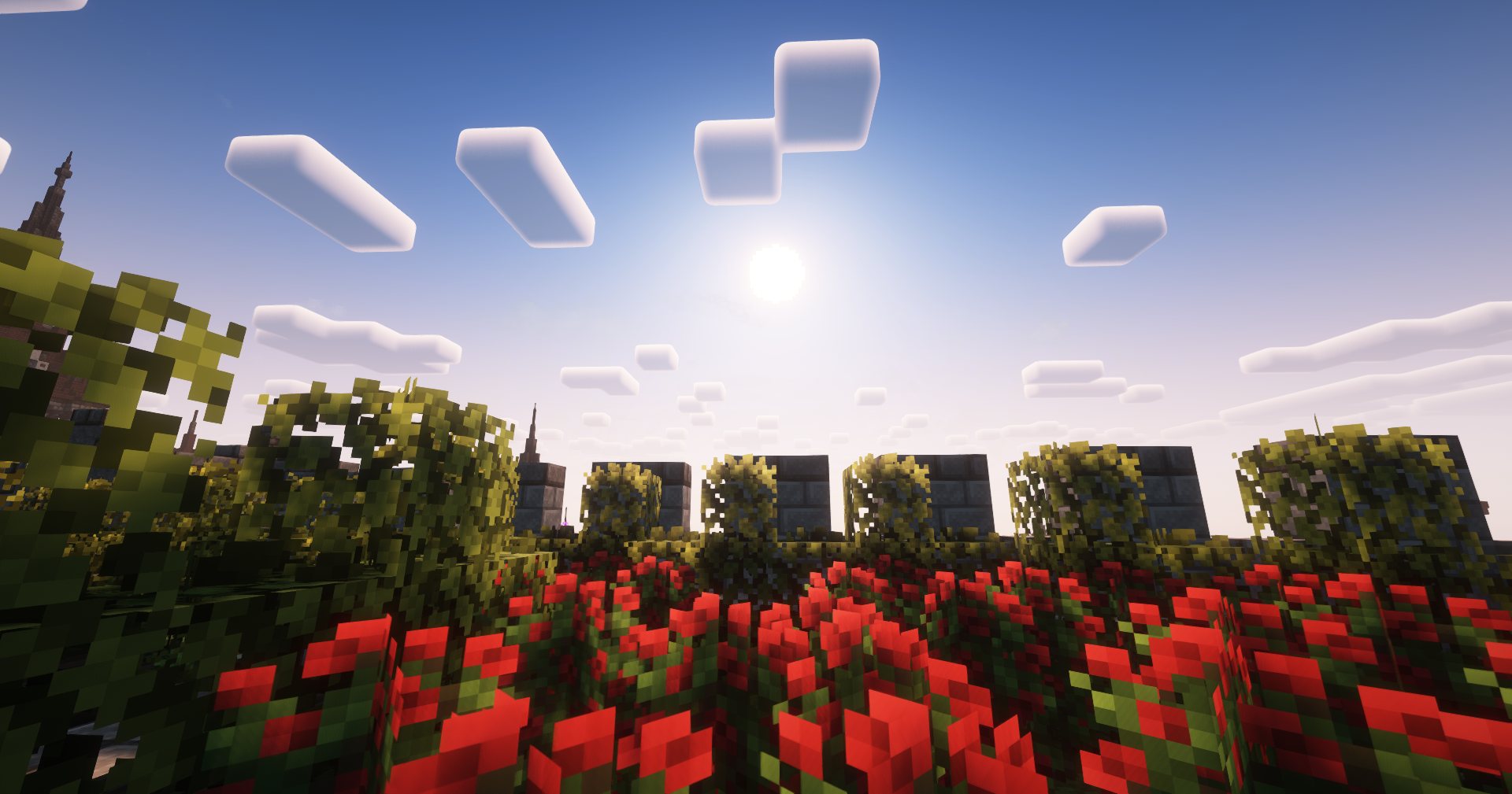 Champ de coquelicots sous le soleil